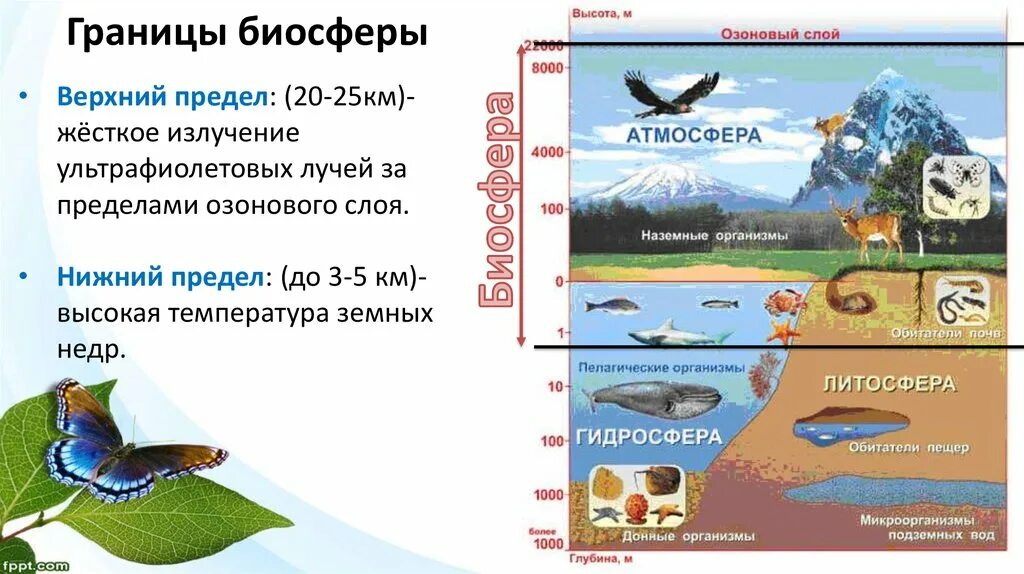 Границы биосферы 6 класс биология. Границы биосферы 5 класс биология. Границы биосферы схема 11 класс. Состав и границы биосферы география 6 класс. Задания по теме биосфера