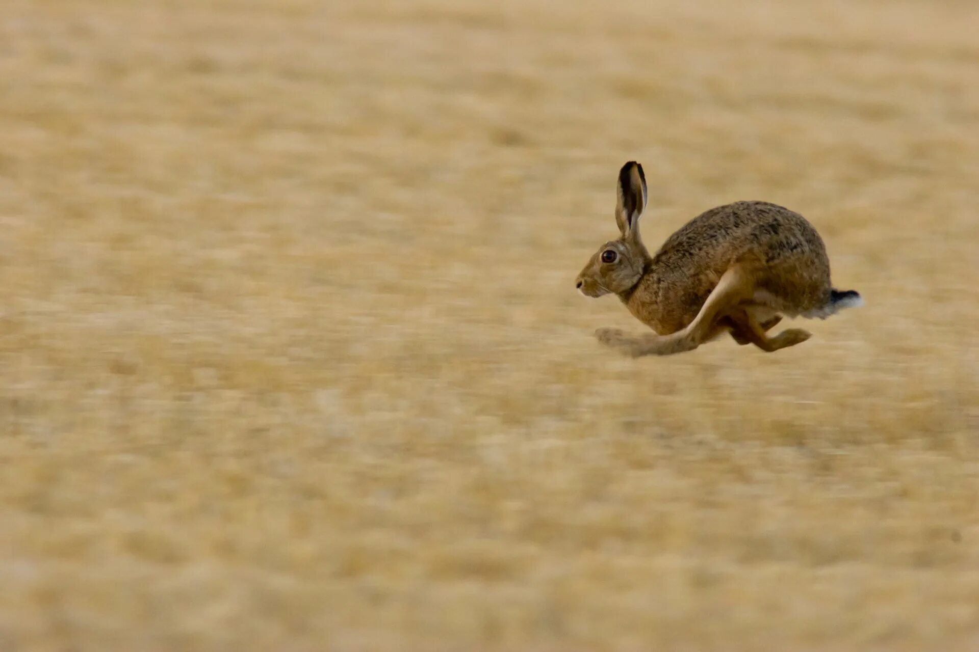 Заяц Русак бежит. Заяц Русак бег. Заяц в прыжке. Заяц бегает.