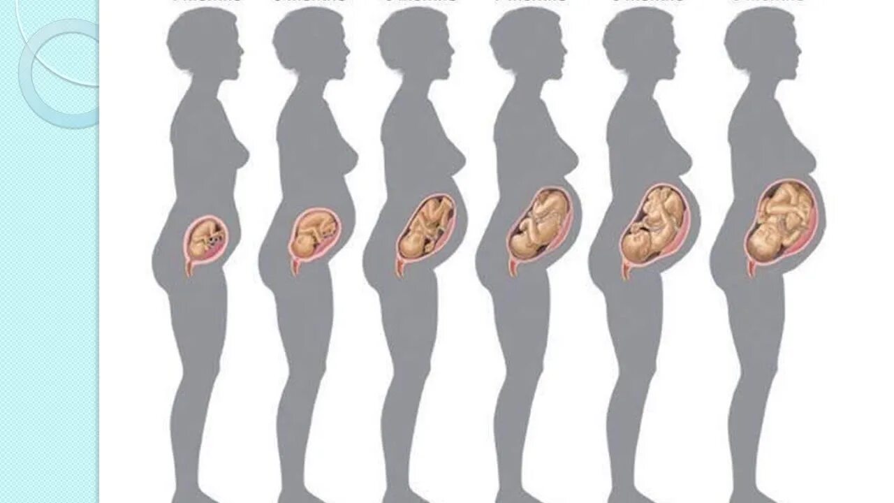 Развивание ребенка по неделям беременности. Стадии развития плода при беременности по неделям. Ребенок в животе по неделям беременности. Эмбрион по месяцам беременности.