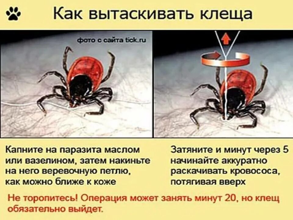 Как выводить клеща. Ккаккк выдавитььь кклещща. как правильно достать клеща.
