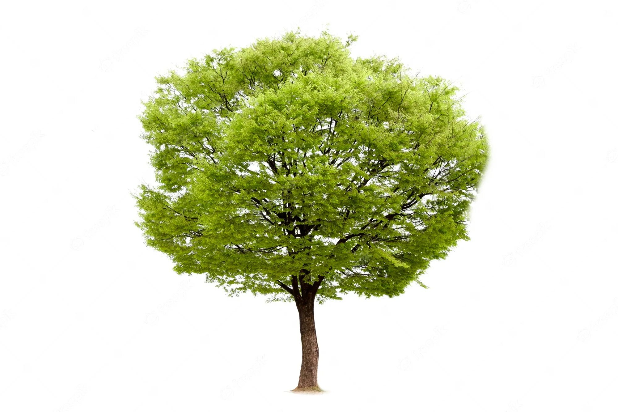 Tree master