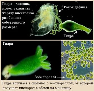 Водорослью зоохлореллой и амебой
