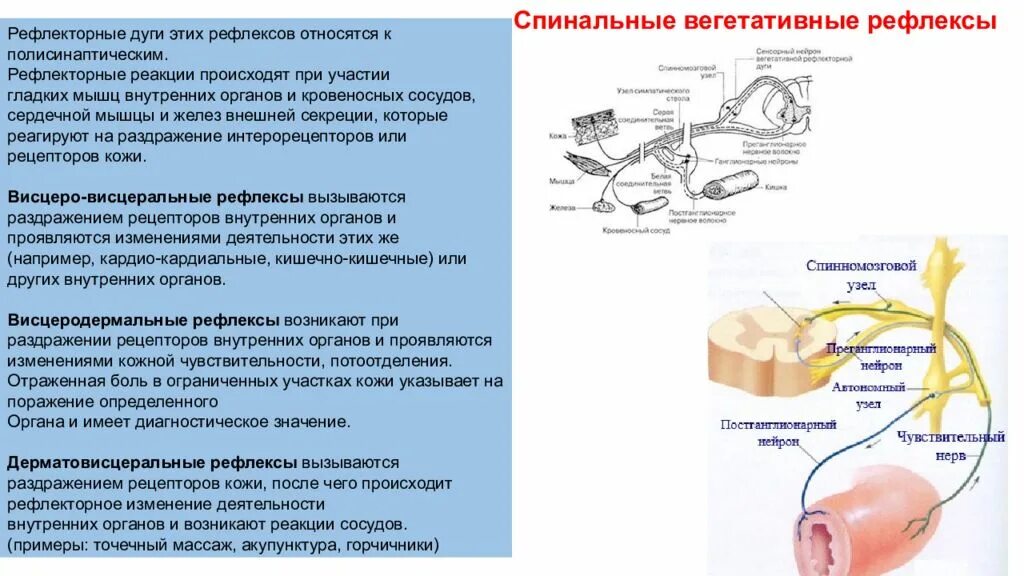 Чувство рефлекса. Полисинаптические рефлексы. Кожные рефлексы. Полисинаптические рефлексы примеры. Кожно сосудистый рефлекс.