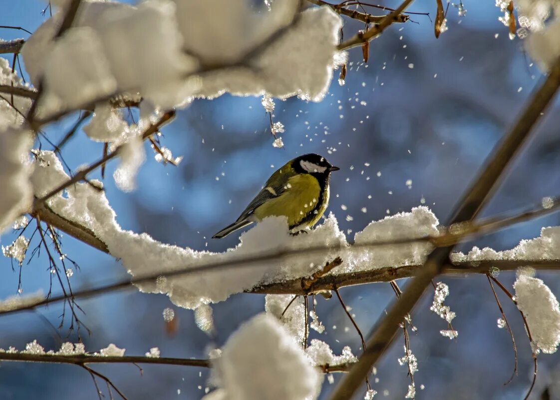 Природа снег птица. Покормите птиц зимой. Птицы зимой. Акция Покорми птиц зимой. Акция Покормите птиц зимой.