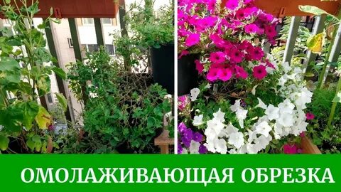 Обрезка петунии