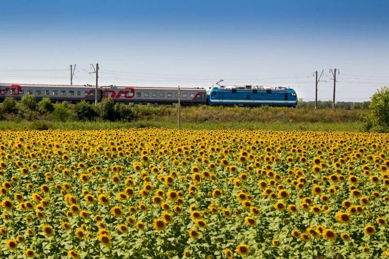 Фото: Этюд с подсолнухом. Фотолюбитель Николай Гирш. Природа - Фотосайт Расфокус