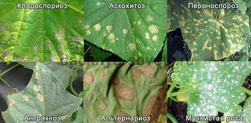 Кладоспориоз огурцов чем лечить. Болезни огурца описание с фотографиями. Кладоспориоз огурца. Угловатая пятнистость (бактериоз). Бурая пятнистость огурцов.