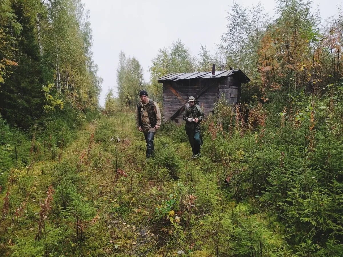 Сторожа архангельск. Лесные избы Архангельска. Сторож леса. Сторож в лесу. Грибы Вельский район.