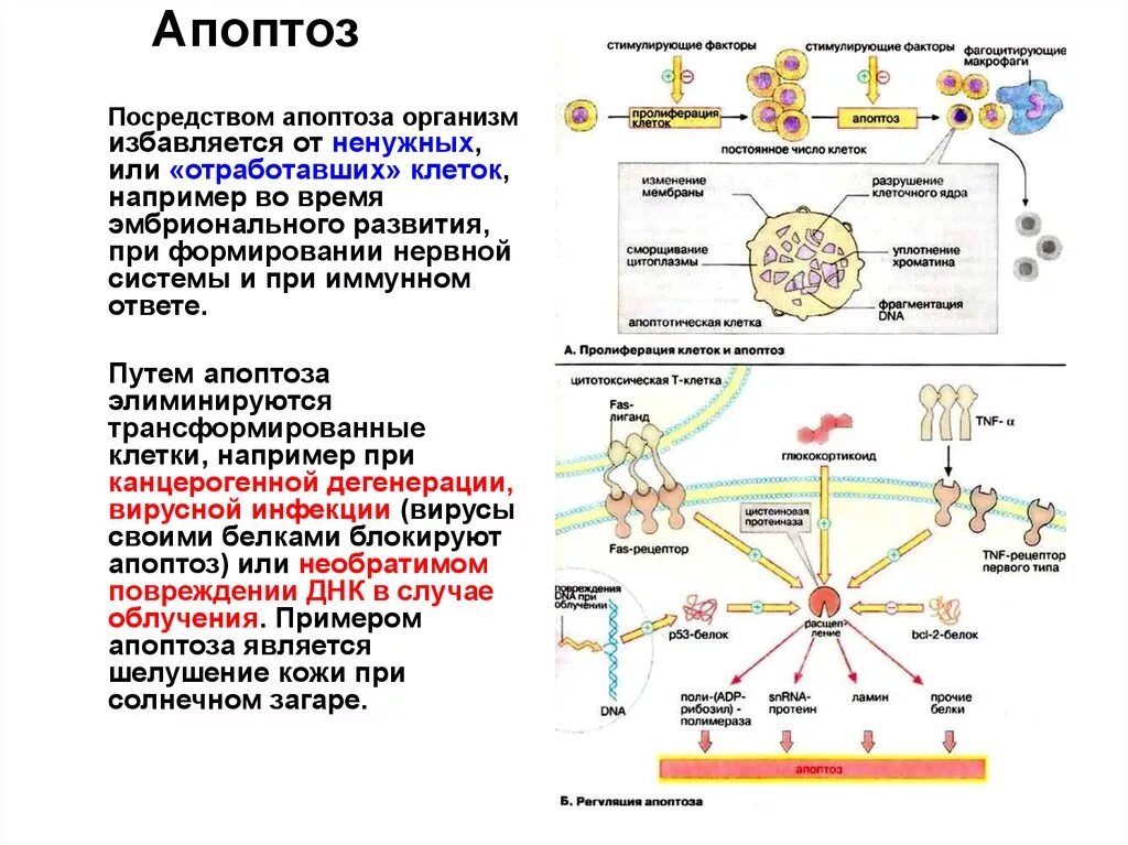 Механизм апоптоза схема. Механизм развития апоптоза. Механизмы активации апоптоза. Апоптоз факторы апоптоза. Содержит ферменты осуществляющие апоптоз