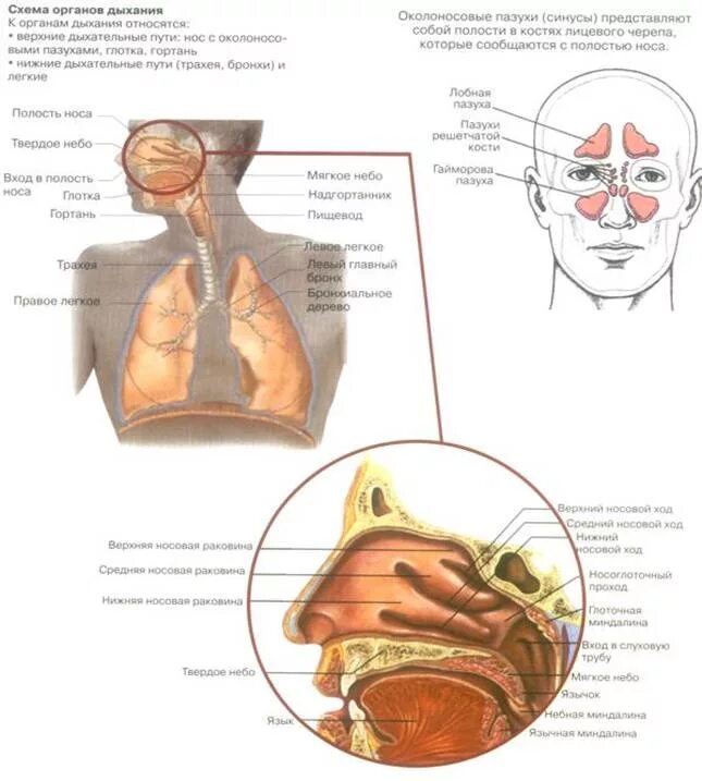 Облегчить дыхание носом. Носовые дыхательные пути. Дыхательные пути носовая полость. Дыхательные пазухи носа.
