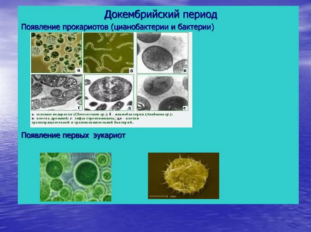 Период появления бактерий. Цианобактерии это эукариоты. Цианобактерии прокариоты. Докембрийский период. Появление фотосинтеза появление прокариот появление многоклеточных водорослей