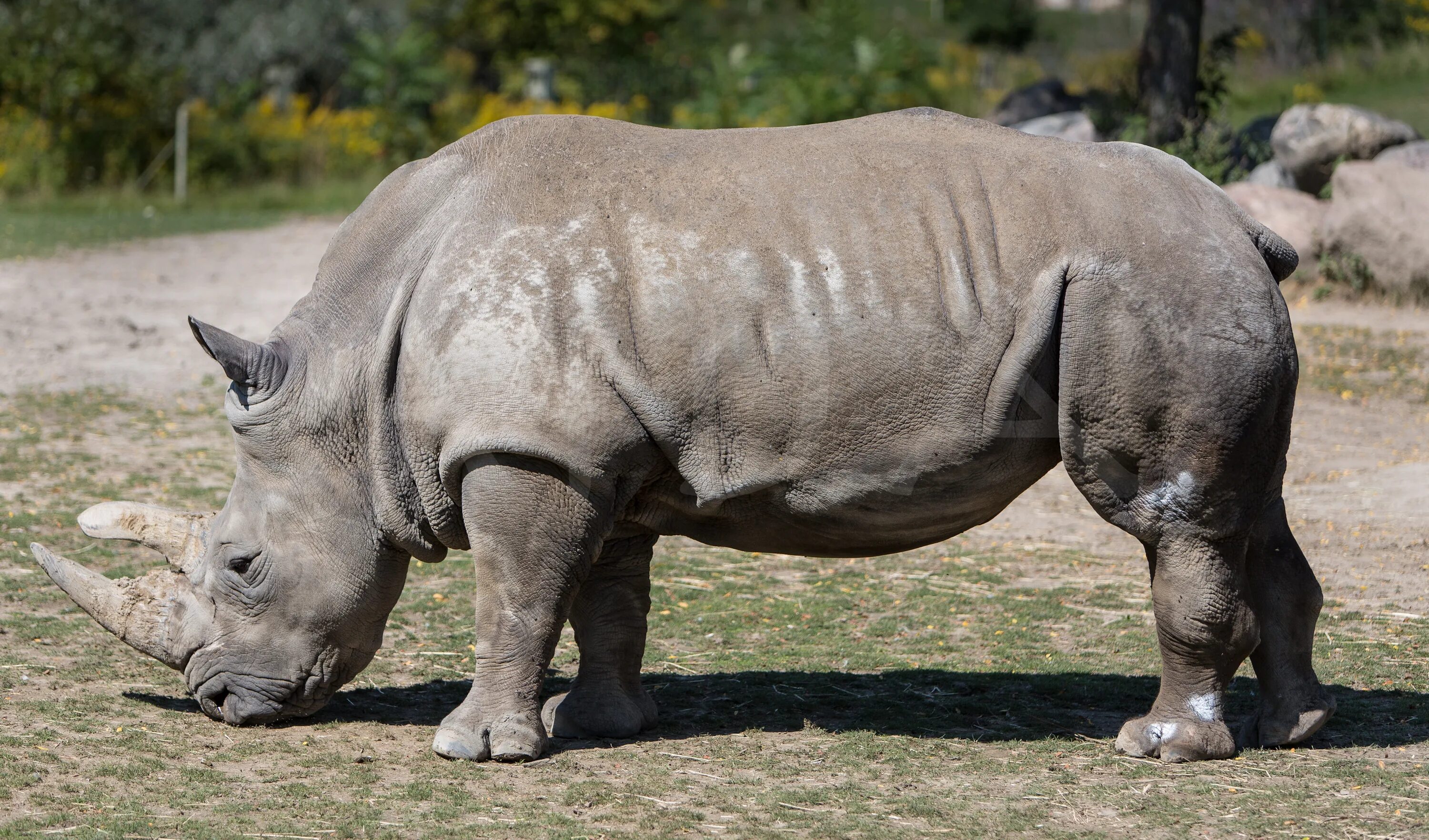 Непарнокопытные индийский носорог. Rhinoceros sondaicus. Rhino Greater one-Horned. Металлический носорог. Great rhino