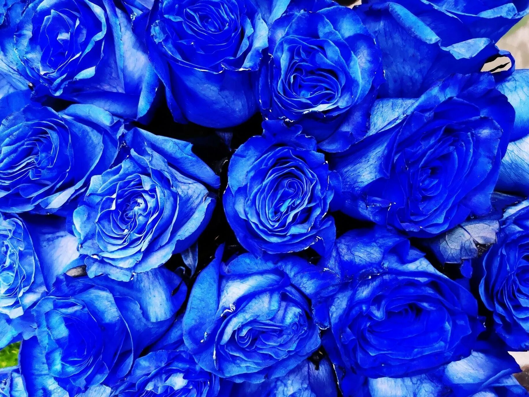 Красивые цвет из синих цветов