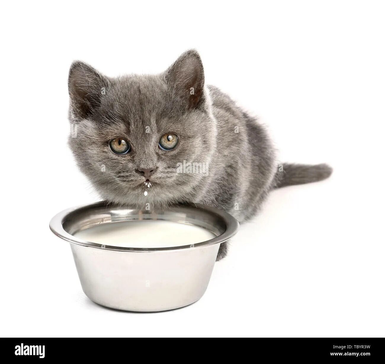 The cat drunk its milk