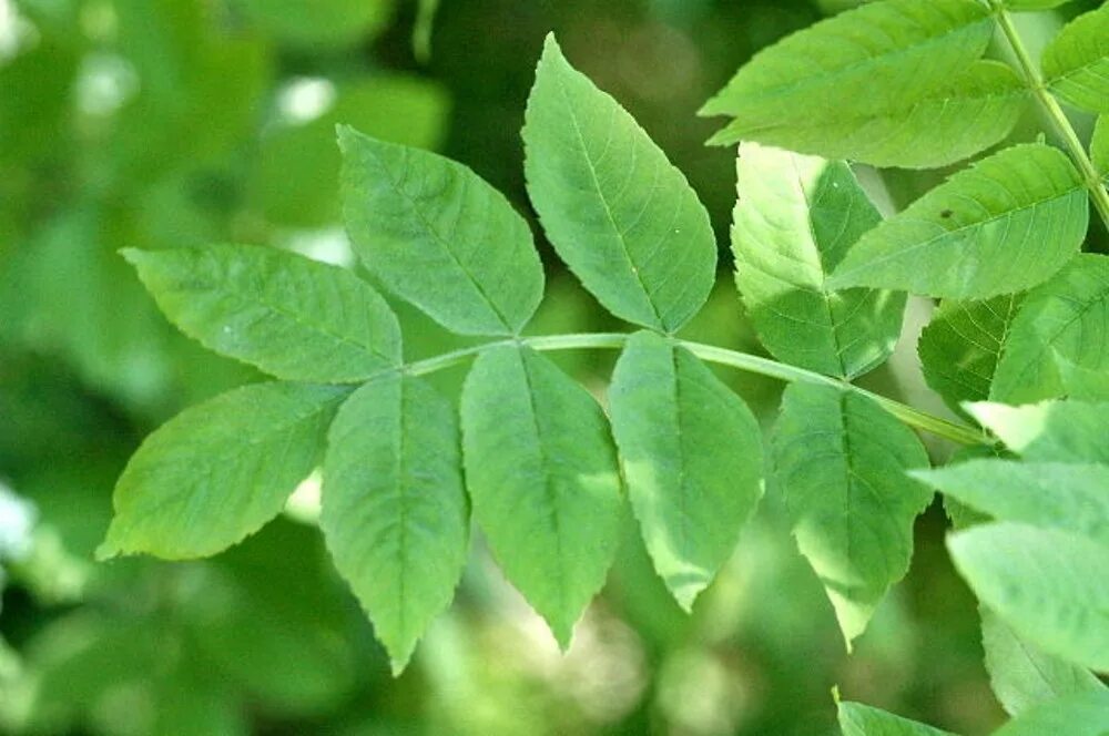 Ясень обыкновенный Fraxinus Excelsior. Ясень обыкновенный Fraxinus Excelsior семена. Ясень обыкновенный лист. Ясень обыкновенный -Fráxinus Excélsior. Тин лист