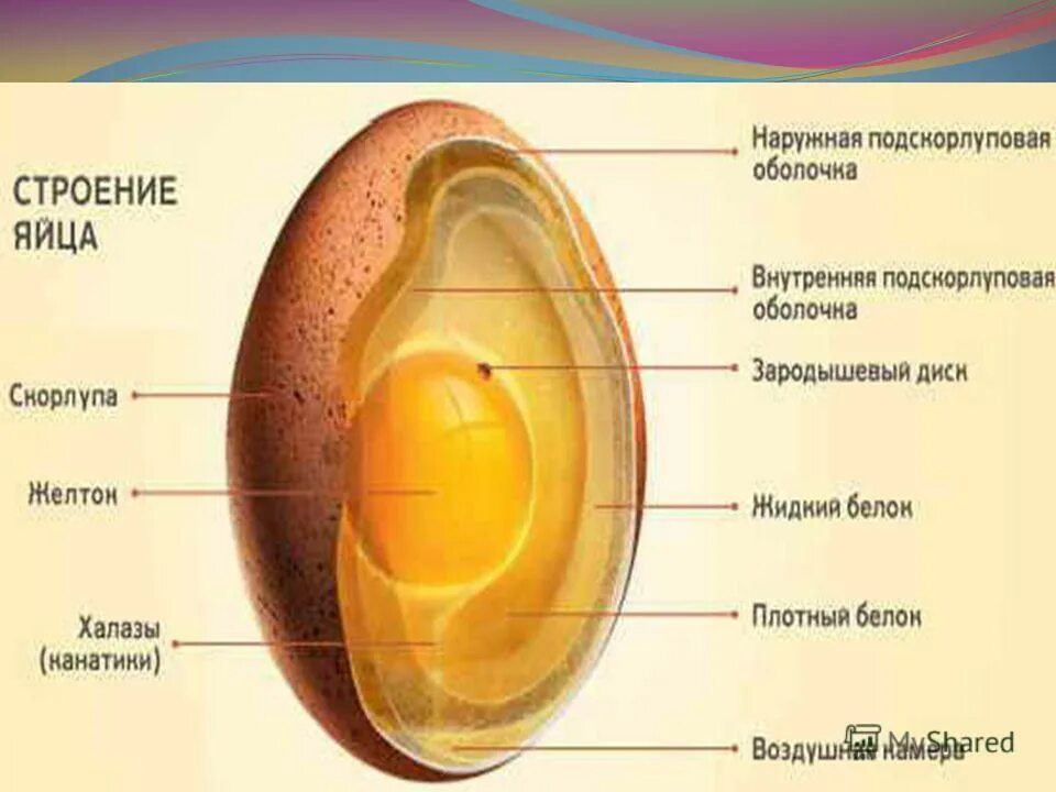 Особенности яйца птиц. Строение яйца птицы. Строение яйца перепелки. Строение перепелиного яйца. Строение яйца зародышевый диск.