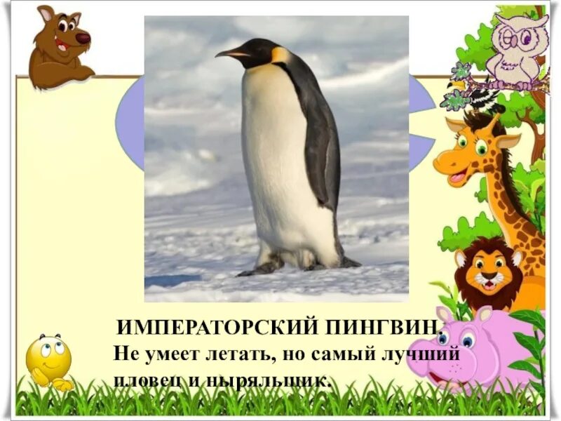 Пингвин не умеет. Летающий пингвин. Пингвины живущие в теплых странах. Пингвин умеет летать. Пингвин умеет летать.