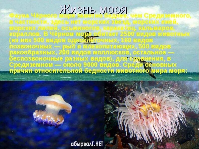 Окружающий мир сообщение о черном море. Доклад о красоте моря. доклад на тему черное море. рассказ о красоте черного моря. черное море рассказ 2 класс.