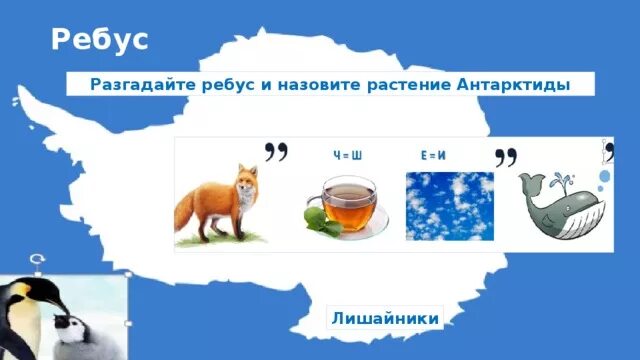 Код викторины на севере жить. Ребус Арктика. Задания для детей по теме Антарктида. Ребусы про животных Антарктиды.