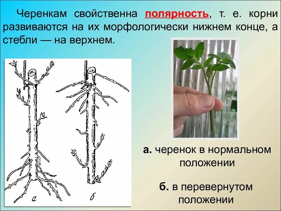 Вегетативное черенками. Черенки вегетативных растений. Вегетативный отросток. Стеблевой черенок. Купить вегетативные черенки на авито