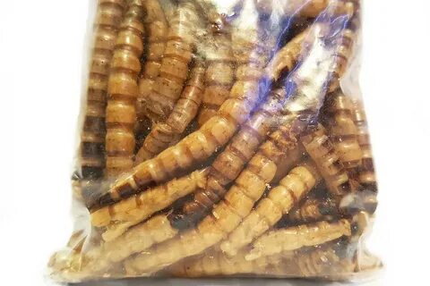 Личинка сухи