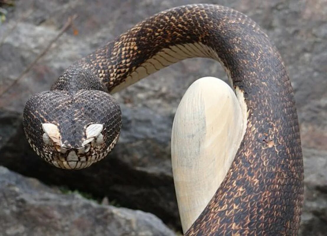 Snake walk