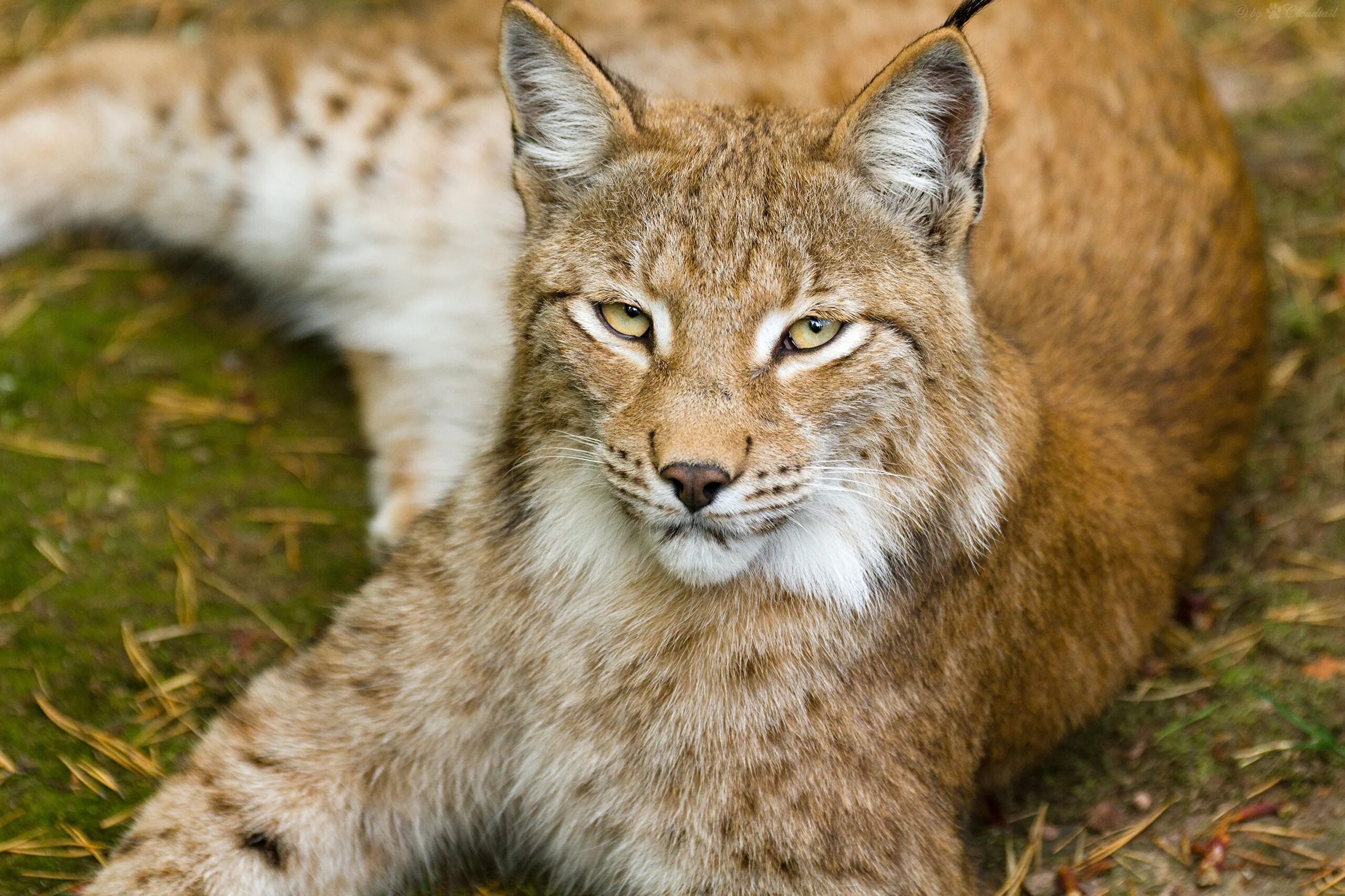 Lynx Рысь. Рысь Сибирская Евроазиатская. Гималайская Рысь. Рысь Дальневосточная.
