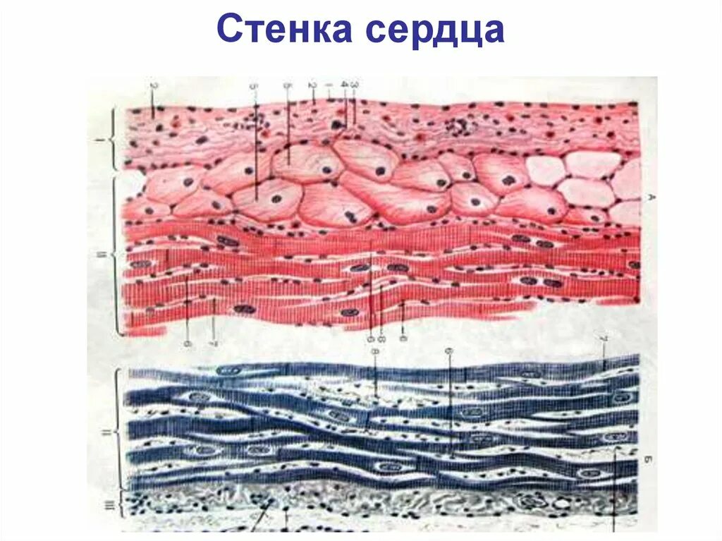 Сердечная ткань миокарда