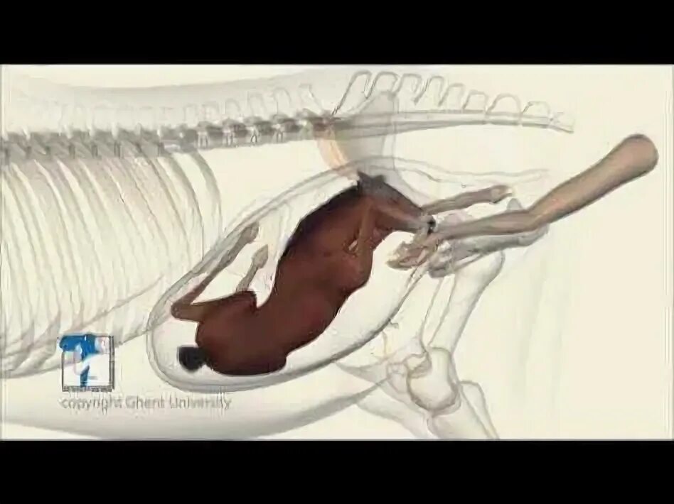 Животное определяющее беременность. Анатомия беременной лошади. Рентген лошади.