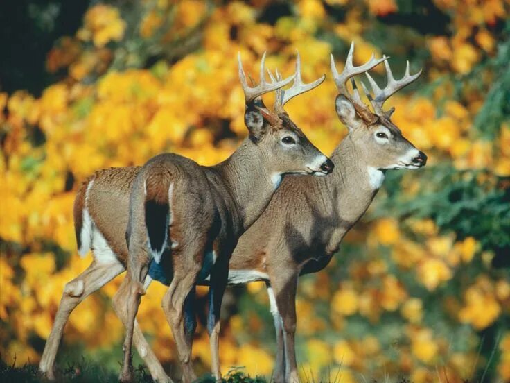 Американский белохвостый олень. Европейская лань. Deer mix. Deer mix. Белохвостый олень («виргинский», весом до 205 кг).