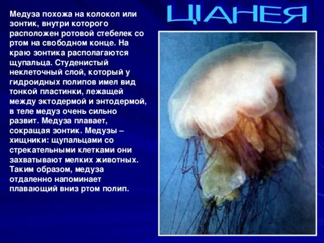 На что похоже медуза. На что похоже медуза