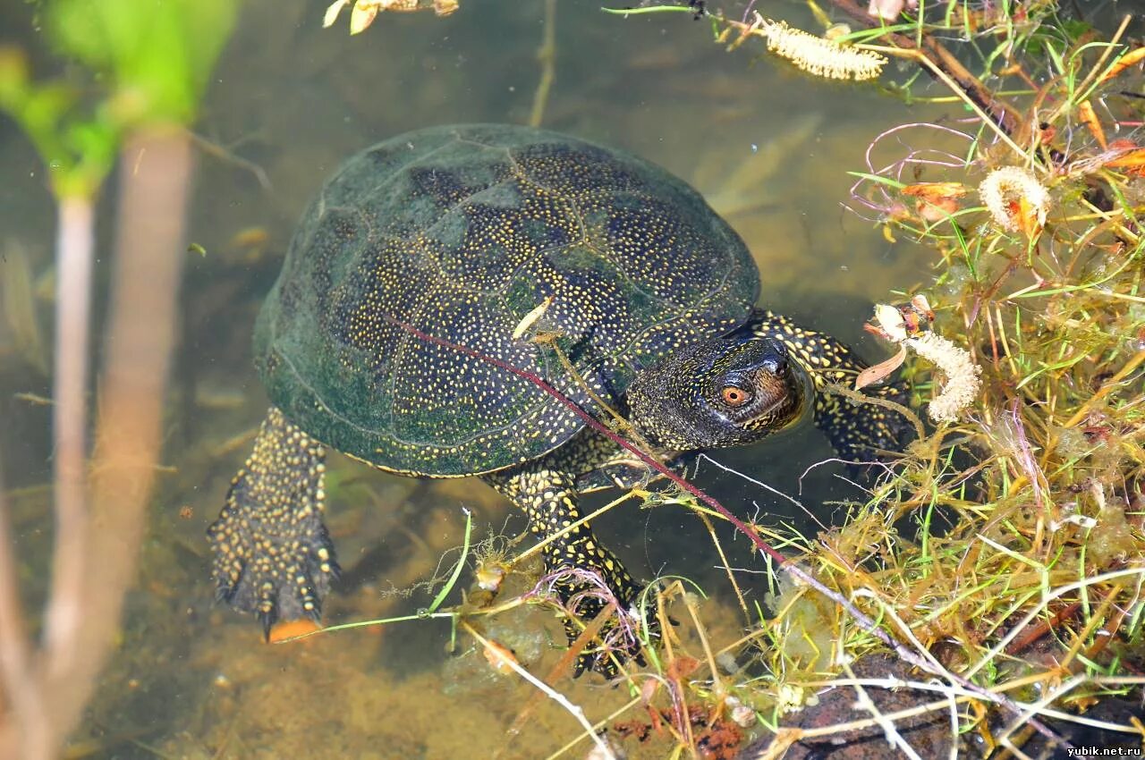 пресноводные обитатели. животные водоемов рыбы. обитатели водоемов. животные водоемов рыбы. подводный мир реки.