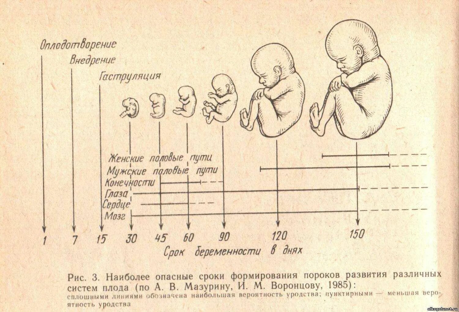 5 см плод