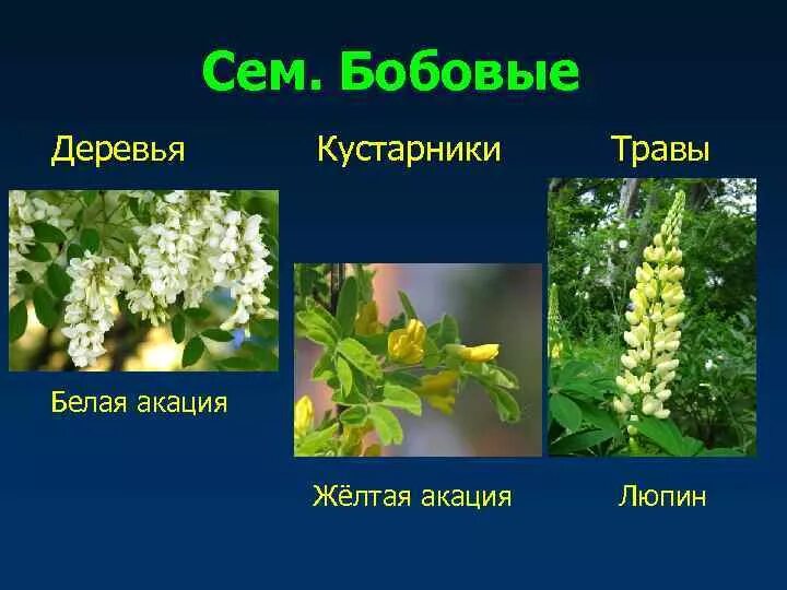 Примеры бобовых. Примеры бобовых