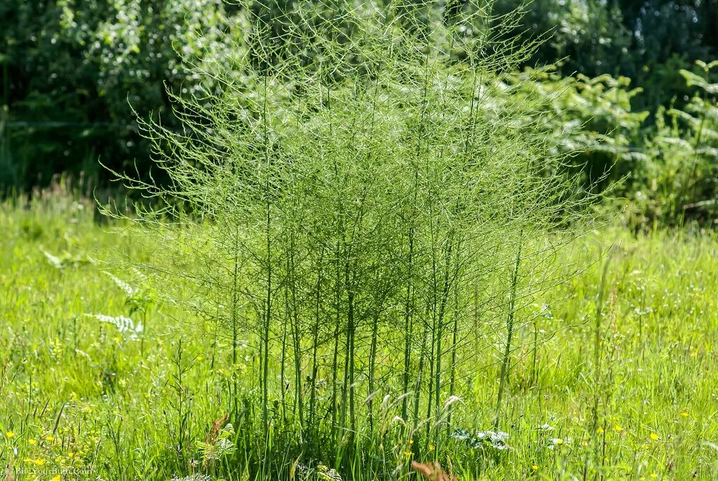 File:Asparagus aphyllus  Wikipedia