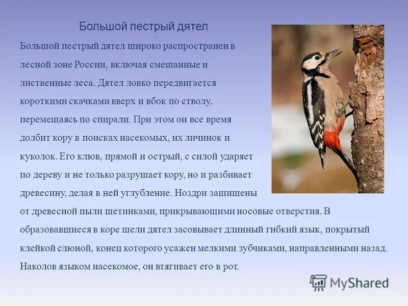 Известно что пестрый дятел лесная птица. Большой пёстрый дятел. Дикие птицы дятел. Большой пёстрый дятел. Известно что пестрый дятел лесная птица.