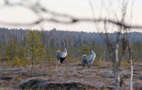 Заповедник болото