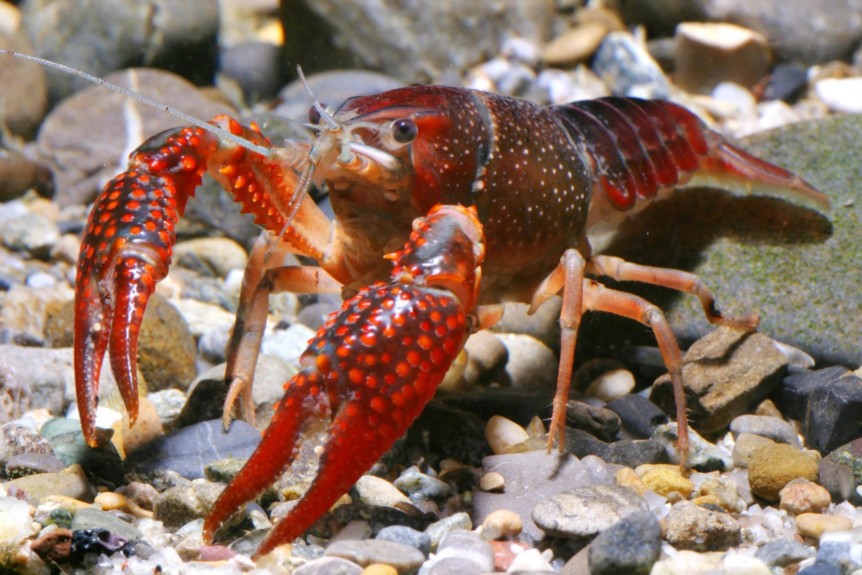 Флоридский краб. Флоридский лангуст. Procambarus clarkii. Калифорнийский красный краб. Рак виды животных