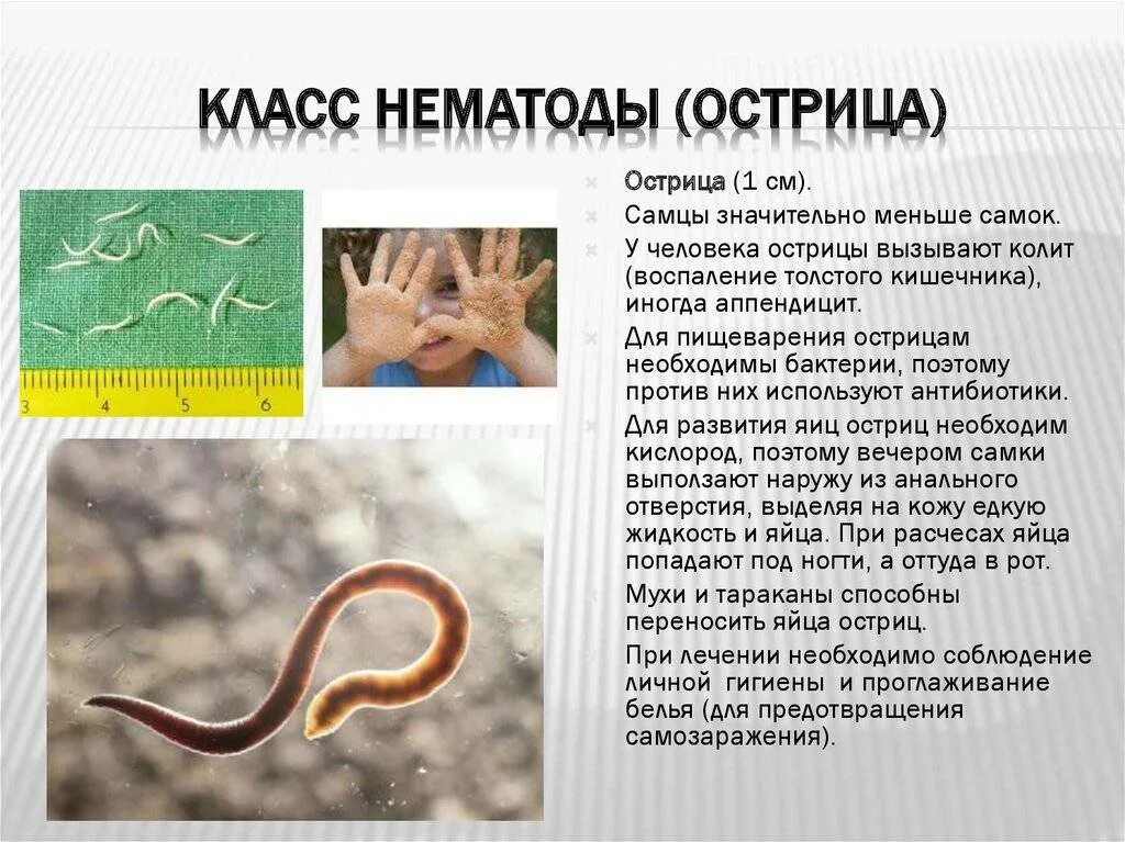 Круглые черви нематоды паразиты. Класс круглые черви Тип острицы.