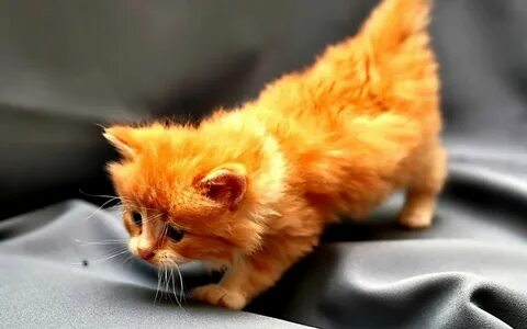 Рыженький котенок