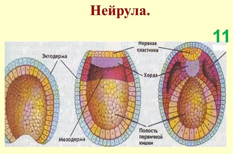 Эктодерма у позвоночных животных. Нейрула строение. Строение нейрулы позвоночных. Онтогенез нейруляция. Период нейрулы.
