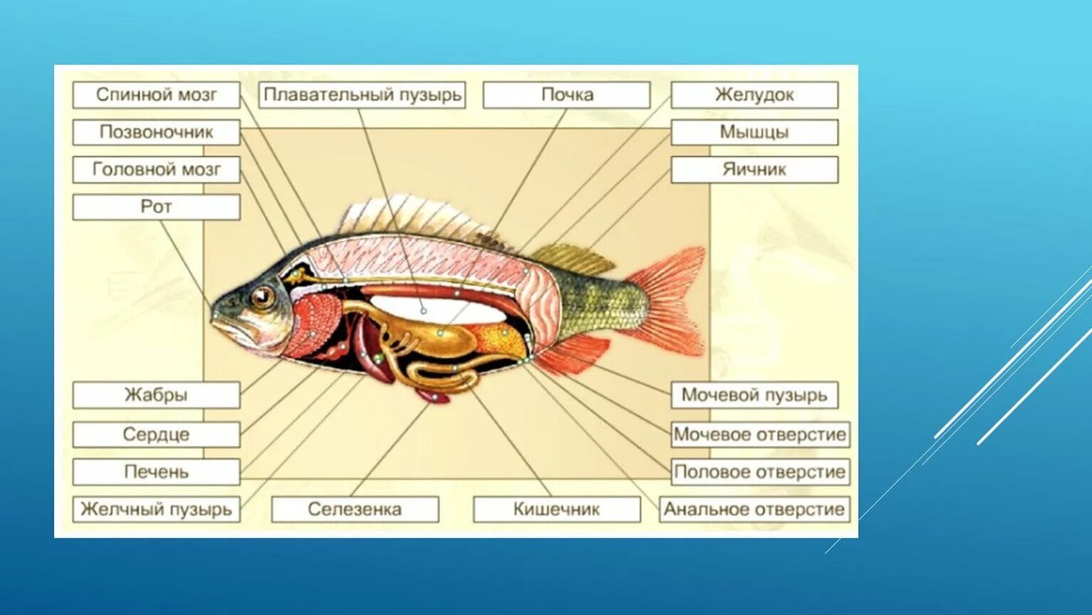 Внутренне строение рыбы схема. Внутреннее строение рыбы схема. Внутреннее строение рыбы биология. Внутреннее строение рыбы 7 класс биология. Рыбы биология 2 класс