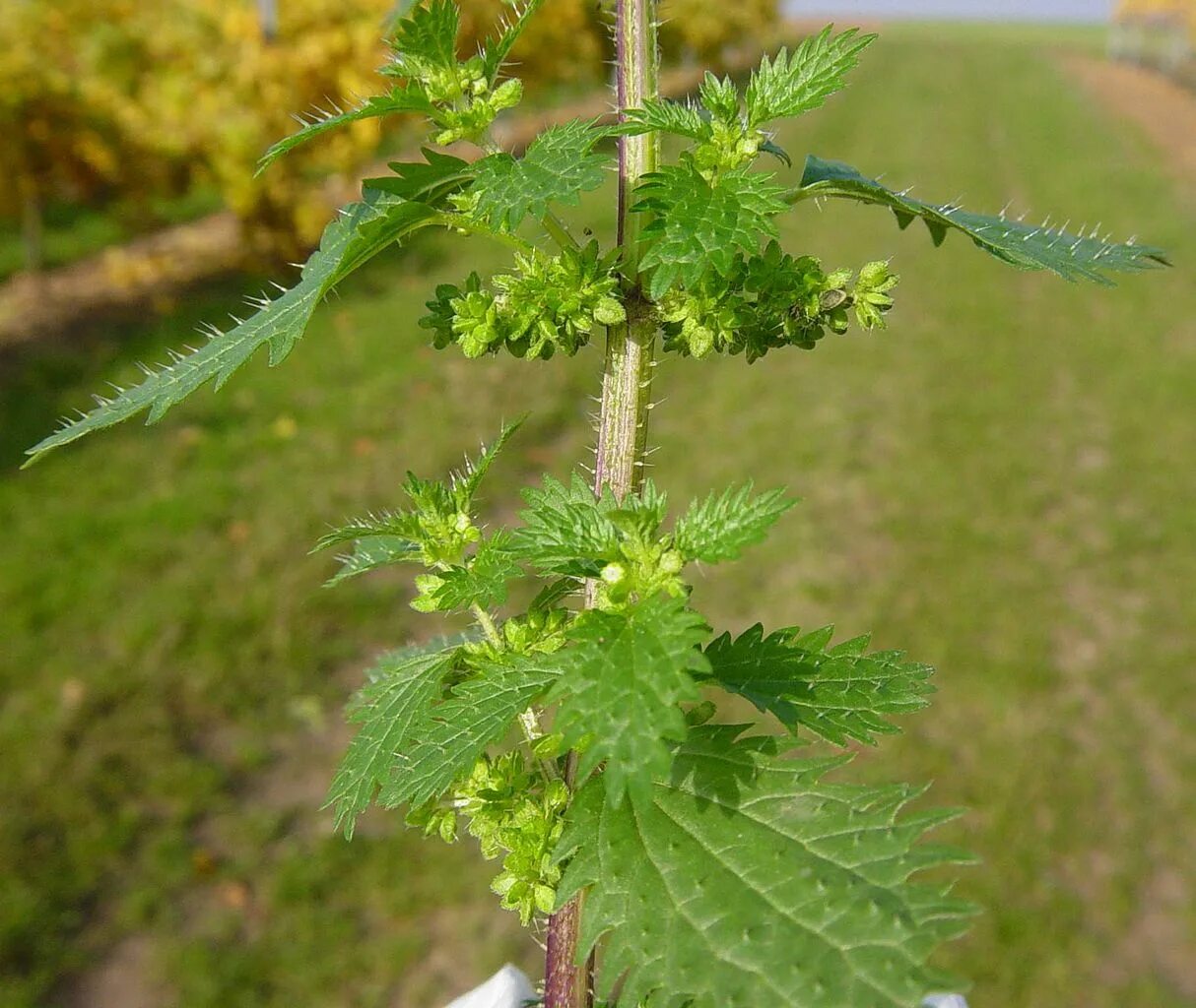 Крапива двудомная. Крапива жгучая (Urtica urens). Крапива жгучая (Urtica urens l.). Крапива Киевская (Urtica Kioviensis). Крапива жгучая вид