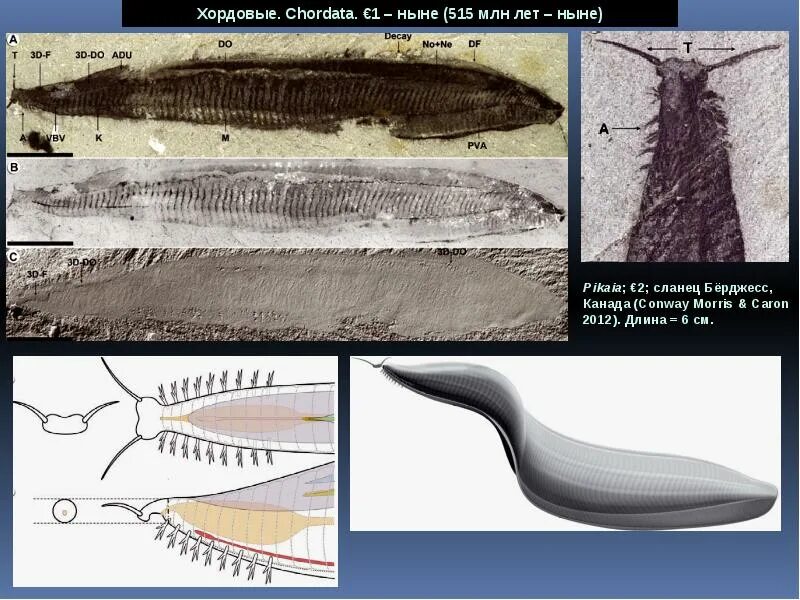 Пикайя окаменелости. Иглокожие и Хордовые. Первые Хордовые. Древнейшие Хордовые.