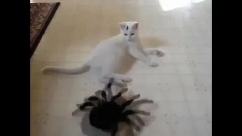 Видео кот паук