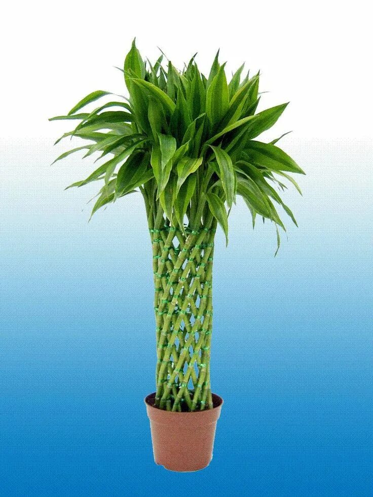 Драцена Сандера. Драцена sanderiana. Драцена Сандера Dracaena sanderiana. Драцена сандериана бамбук. Комнатные цветы драцена уход