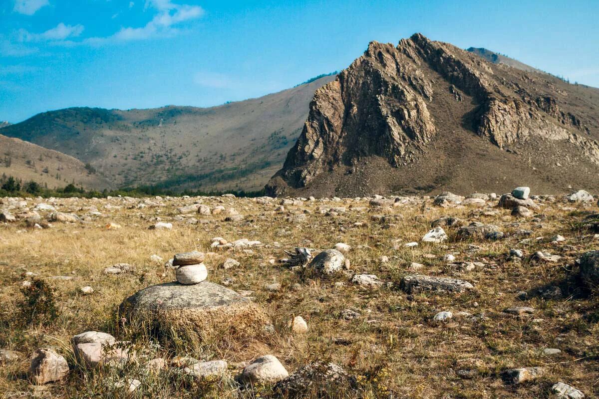 лучшие сармы. турецкая долма «сарма». толма армянская виноградных листьев. лучшие сармы. национальное азербайджанское блюдо долма.