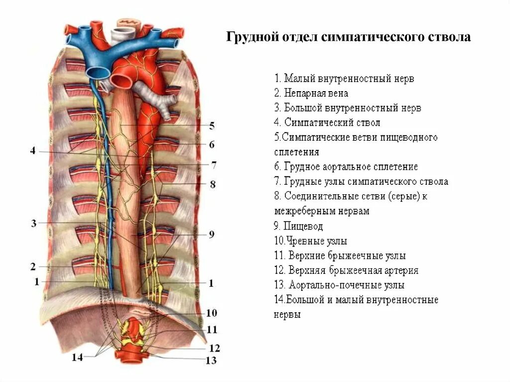 Верхний узел шейного отдела симпатического ствола. Узлы симпатического ствола анатомия. Шейное сплетение симпатического ствола. Грудной отдел симпатического ствола. Симпатическая нервная система грудной отдел.