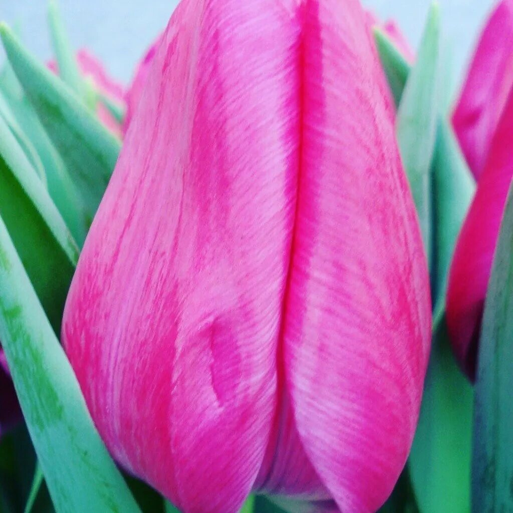 Тюльпан фото описание. Тюльпан Sweet Rosy. Тюльпан barre alta. Тюльпан first Rosy. Сорт тюльпана Свит Рози.