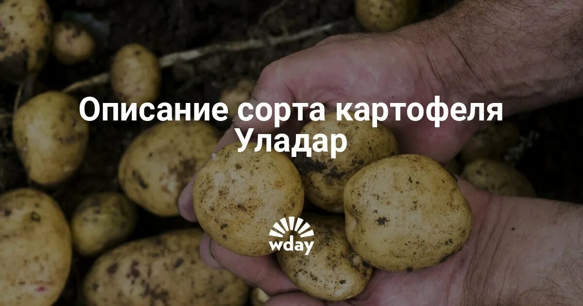 Картофель уладар описание сорта. Картофель сорт Уладар. Уладар картофель характеристика. Уладар сорт картофеля характеристика.